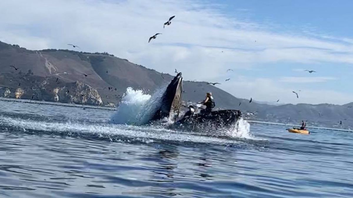 https://country959.com/blogs/mornings/2020/11/watch-footage-captures-shocking-moment-whale-nearly-swallows-two-kayakers/